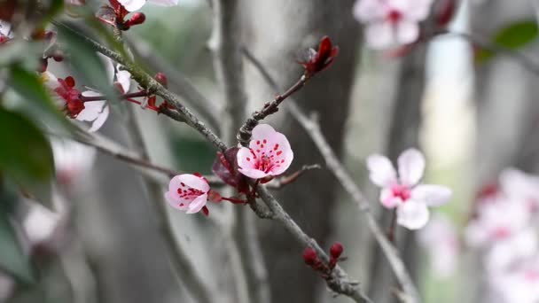 Ciruela floreciente — Vídeos de Stock