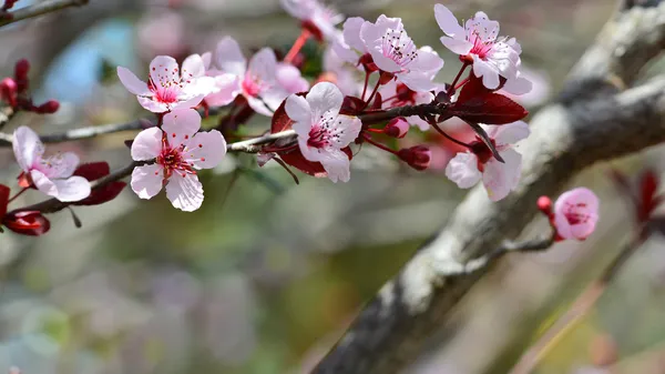 Composição de primavera de natureza Imagens De Bancos De Imagens