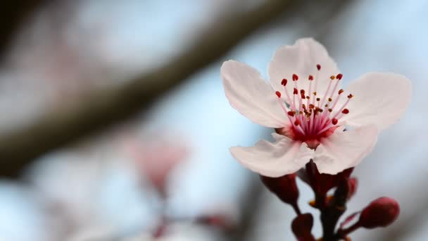 Макрос квітка сливи — стокове відео