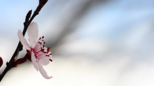 Flor de ciruelo — Vídeos de Stock