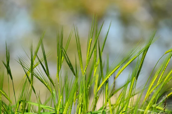 Oreilles de blé vert — Photo