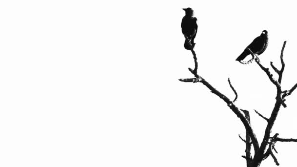 Silhouette de deux corbeaux dans un arbre — Video