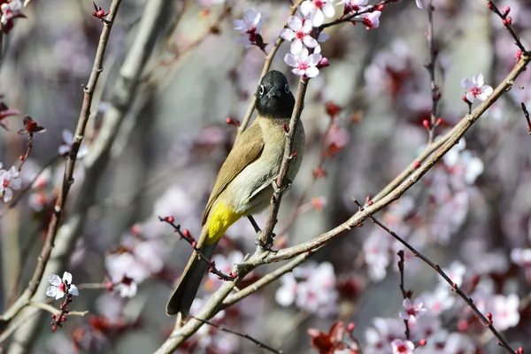 Bilbil piękny ptak — Zdjęcie stockowe