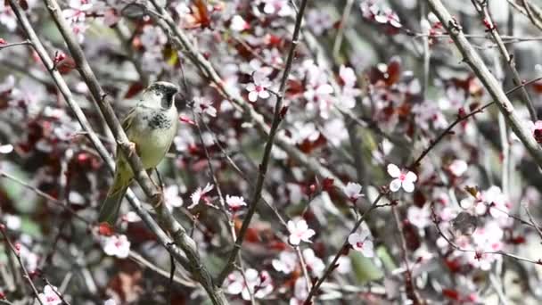 在鲜花中的麻雀 — 图库视频影像