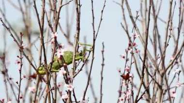 Bukalemun avını yakaladı