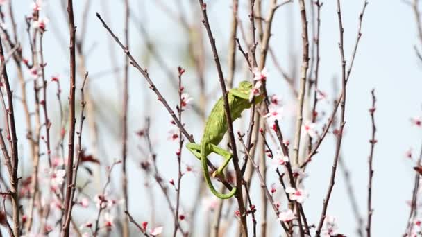 Zelená chameleon na tenké větve švestka