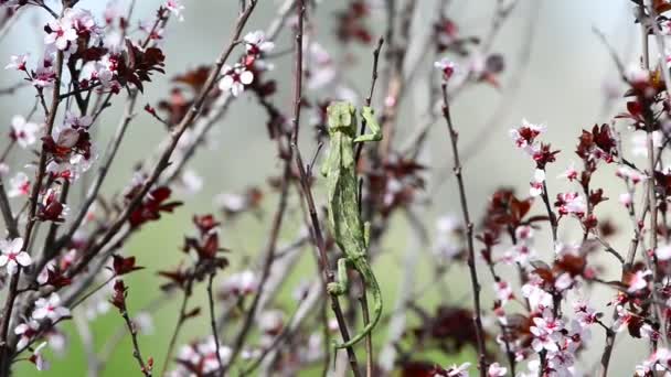 Chasse au caméléon — Video