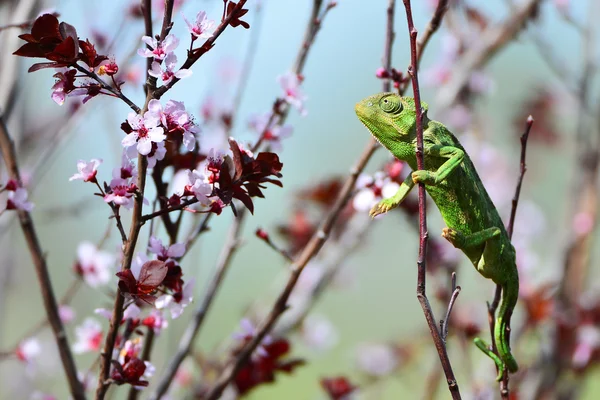 Camaleón verde y flores rosas — Foto de Stock