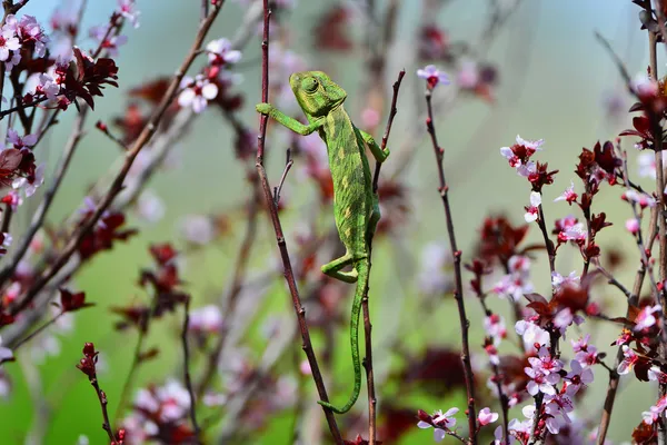 Zielony kameleon kołysanie na oddział — Zdjęcie stockowe
