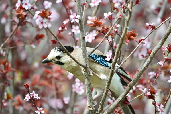 Eurasien Jay gros plan — Photo