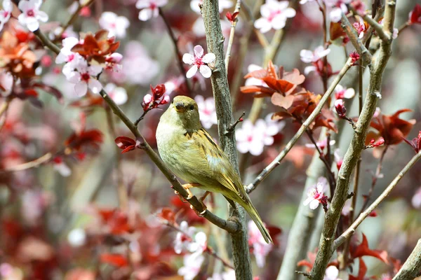 Mooie flirterige vrouwelijke sparrow — Stockfoto