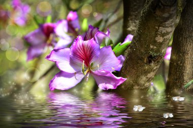 çiçek bauhinia ve su simülasyonu
