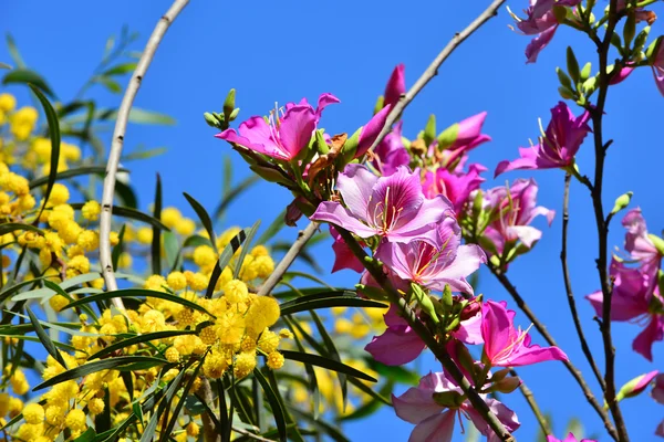 Mimosa and Bauhinia — Stock Photo, Image