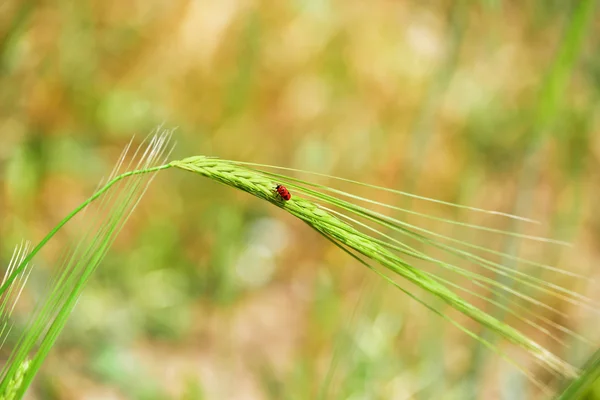 Minimalism - red bug on an ear of wheat