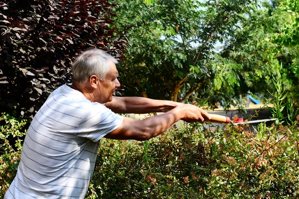 Vieux jardinier travaille dans le jardin — Photo