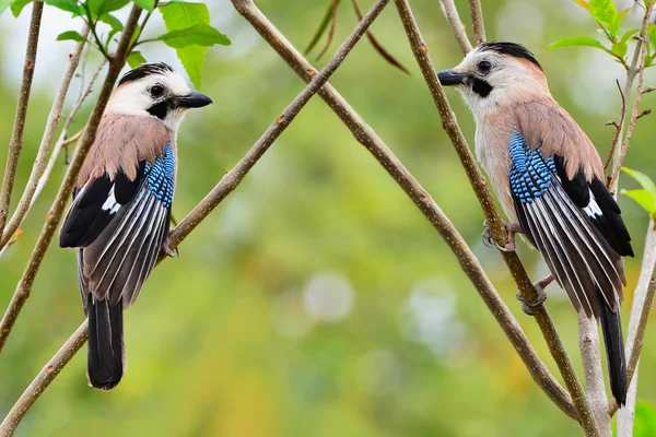 Iki Avrasya jays — Stok fotoğraf