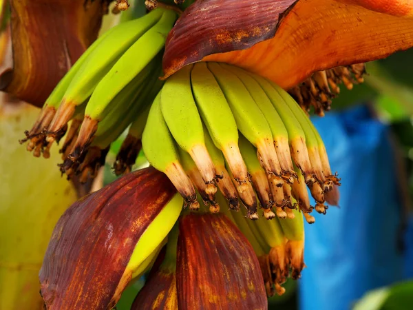 Banánové Vaječníky Rozmazaném Pozadí Natáčení Maker — Stock fotografie