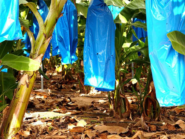Bananas Ripen Plastic Bags Israel Banana Plantation — Stock Photo, Image