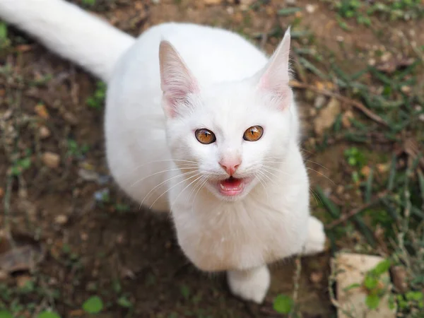 Retrato Gatinho Branco Com Olhos Âmbar Fundo Borrado — Fotografia de Stock