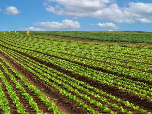 Feld Friss Salátalevéllel Izraeli Mezőgazdaság Déli Régióban — Stock Fotó
