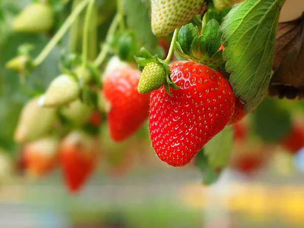 宏观射击 挂着草莓的花园 以色列在温室种植浆果的现代技术 免版税图库照片