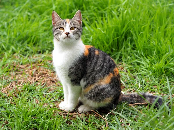 Retrato Una Pequeña Orgullosa Gata Tricolor Sobre Hierba Verde — Foto de Stock