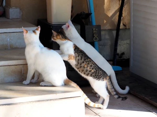 Três Gatos Muito Curiosos Estão Aprendendo Algo Novo — Fotografia de Stock