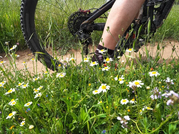 Leg Cyclist Grass Daisies Blooming Israel — 스톡 사진