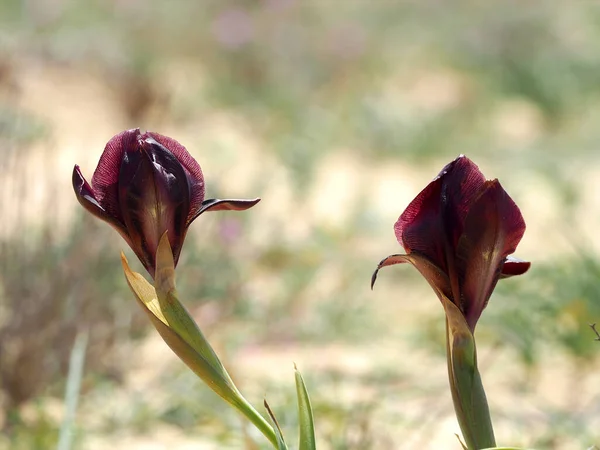 Dos Hermosos Iris Salvajes Desierto Israelí — Foto de Stock
