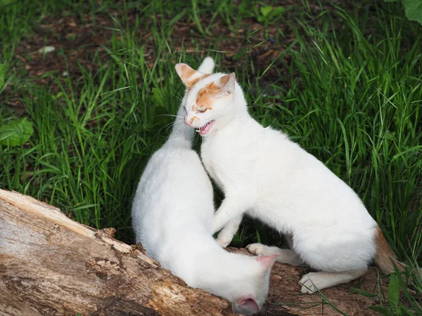 Young Beautiful Cats Fight Play Each Other — Fotografia de Stock