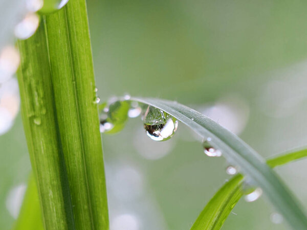 Drop of dew on a green blade of grass. Blurred background.