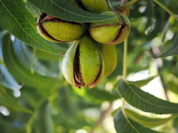 Zrající Pekanové Ořechy Pekanovém Stromě Makro Rozmazané Pozadí — Stock fotografie