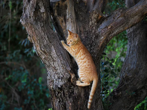 Lindo Gatinho Vermelho Está Escondido Uma Árvore Fundo Desfocado — Fotografia de Stock