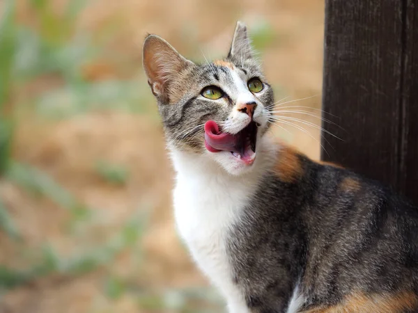 Joven Gato Lame Sus Labios Después Comer — Foto de Stock