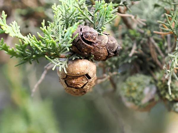 Šišky Thuja Rozmazané Pozadí — Stock fotografie