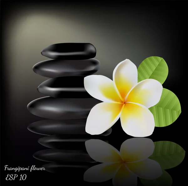 Flor Frangipani sobre fondo oscuro — Vector de stock