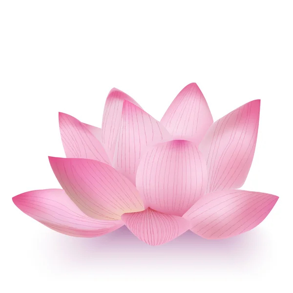 Photo-Realistic Lotus Flower — Stock Vector