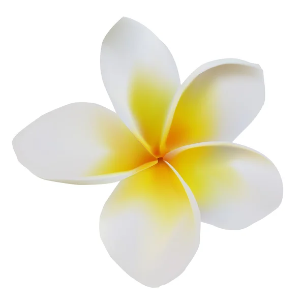 Balinese flower frangipani — Stock Vector