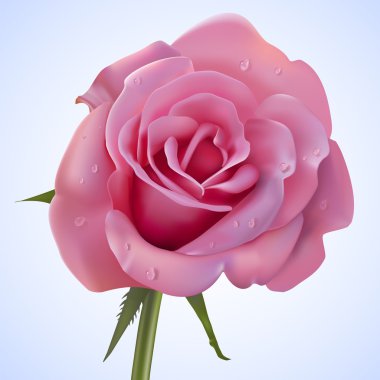 pembe Gül kaplı su damlaları
