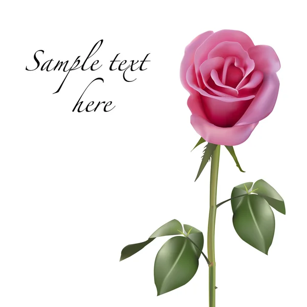 粉红玫瑰，白色背景隔离 — 图库矢量图片