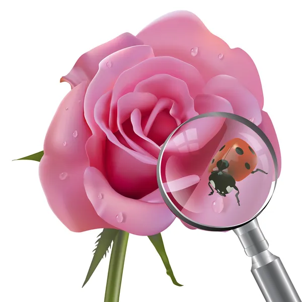 Ladybug is under the magnifying glass on rose — Stock Vector