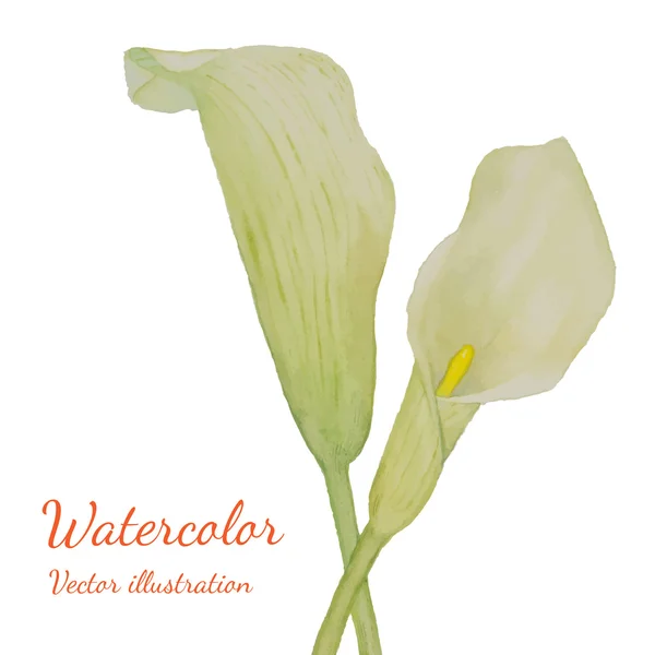 Watercolor white flowers of callas isolated — Stock Vector