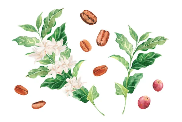 Watercolor hand painted coffee tree branch, flowers and beans. Coffee plant. Ripening of coffee berries. Watercolor illustrations isolated on white background