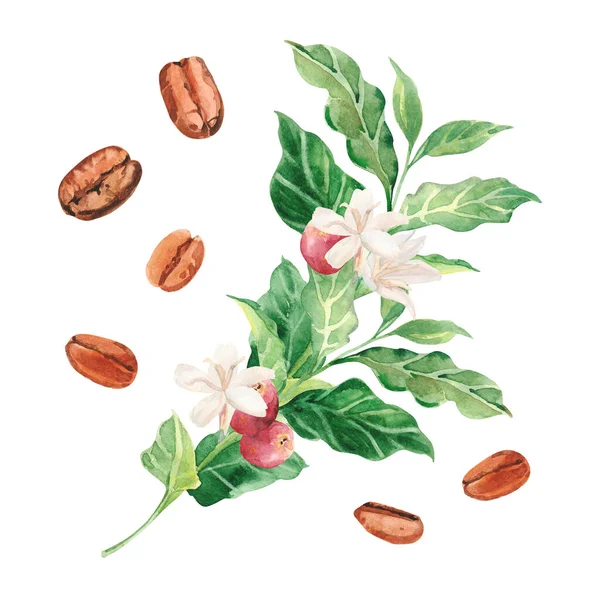 Watercolor hand painted coffee tree branch, flowers and beans. Coffee plant. Ripening of coffee berries. Watercolor illustrations isolated on white background