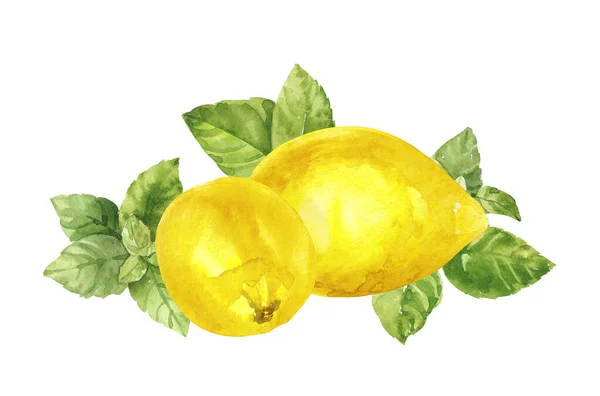 Suluboya el nane dalını, yaprakları ve limonları boyadı. Beyaz arkaplanda izole edilmiş suluboya çizimleri