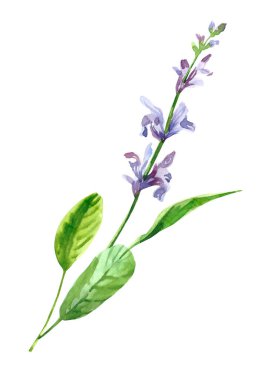 Suluboya el boyası salvia dalı ve çiçekler. Beyaz arkaplanda izole edilmiş suluboya çizimleri