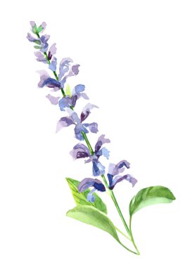 Suluboya el boyası salvia dalı ve çiçekler. Beyaz arkaplanda izole edilmiş suluboya çizimleri