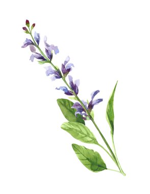 Suluboya el boyası salvia dalı ve çiçekler. Beyaz arkaplanda izole edilmiş suluboya çizimleri