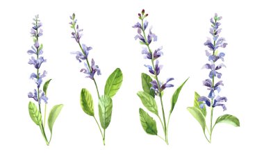 Suluboya el boyası salvia dalı ve çiçekler. Beyaz arkaplanda izole edilmiş suluboya çizimleri