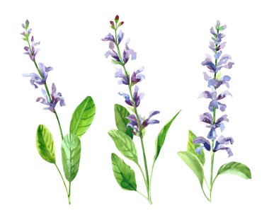 Suluboya el boyası salvia dalı ve çiçekler. Beyaz arkaplanda izole edilmiş suluboya çizimleri